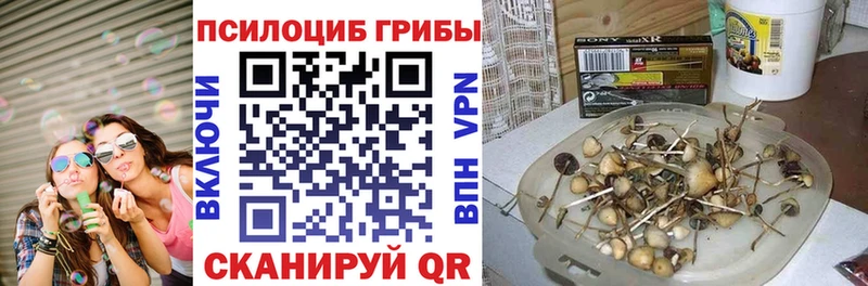 Купить где  Руза  Галлюциногенные грибы Psilocybe 
